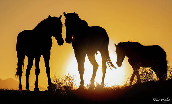 Stallion Poster featuring the photograph Sonoran Sunrise by Paul Martin