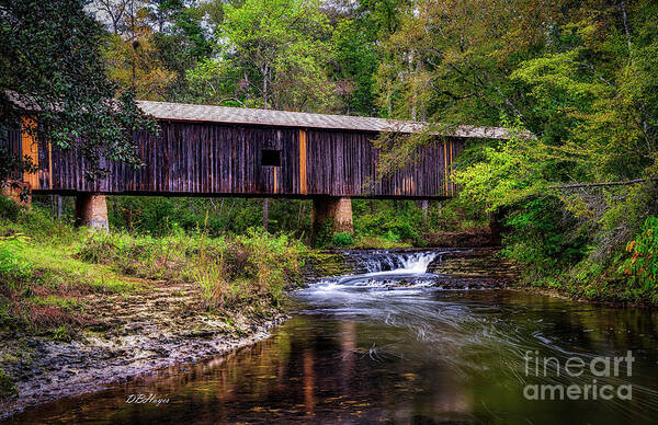 Nature Poster featuring the photograph Southern Gem III by DB Hayes