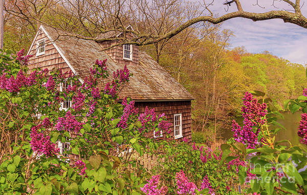 Mill Poster featuring the photograph Stony Brook Gristmill in Spring by Sean Mills