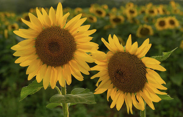 #sunflowers#summer Poster featuring the photograph Sunflowers by Darylann Leonard Photography