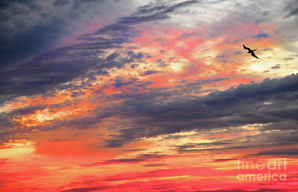 Nature Poster featuring the photograph Sunset Sky by Mariarosa Rockefeller