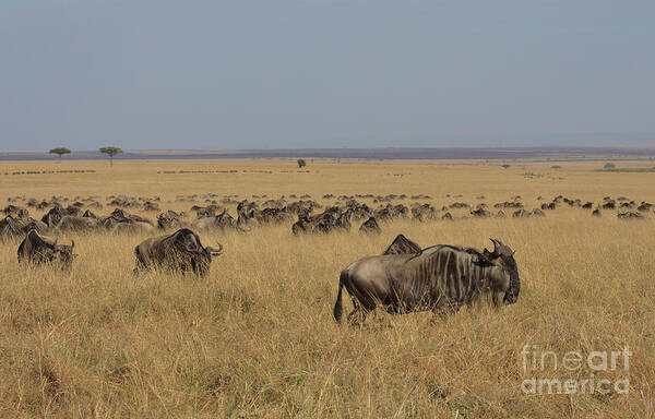 Gnu Poster featuring the photograph The great migration by Nirav Shah