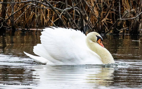 Swan Poster featuring the photograph The Mute Swan Glory by Tahmina Watson