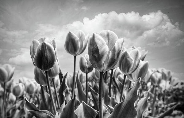 Clouds Poster featuring the photograph Tulips Waving in the Wind Black and White by Debra and Dave Vanderlaan