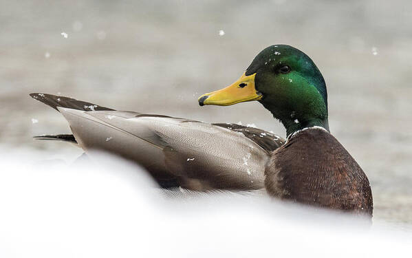 Ducks Poster featuring the photograph Werner Winter by Kevin Dietrich