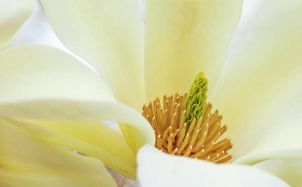 White Poster featuring the photograph White Magnolia Bloom by Karen Smale