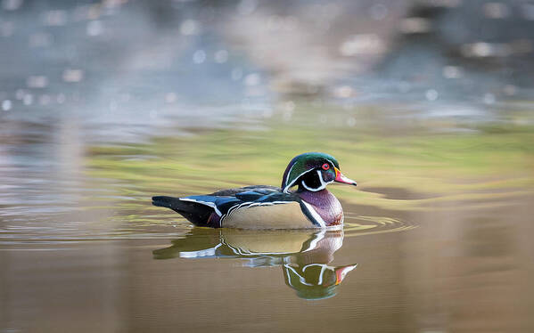 Wood Duck Poster featuring the photograph Wood duck 1 by Stephen Holst