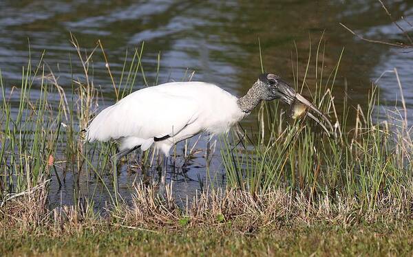 Wood Storks Poster featuring the photograph Wood stork 2 by Mingming Jiang