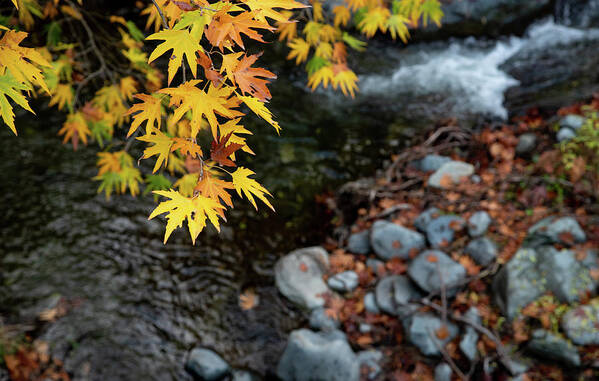 Autumn Poster featuring the photograph Yellow maple leaves on a tree above a river from the beautiful by Michalakis Ppalis
