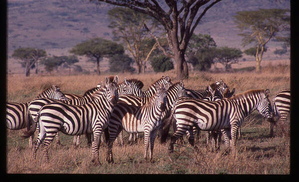 Africa Poster featuring the photograph Zebra Herd by Russ Considine