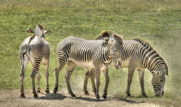 Zebra Poster featuring the photograph Zebras by David Armstrong