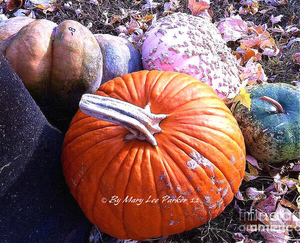 Pumpkins Poster featuring the photograph More pumpkin of the season by MaryLee Parker