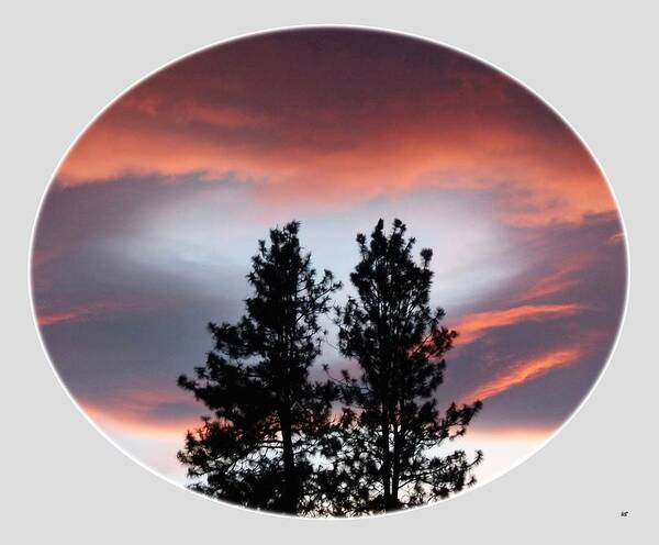 Pine Sunset Oval Poster featuring the photograph Pine Sunset Oval by Will Borden
