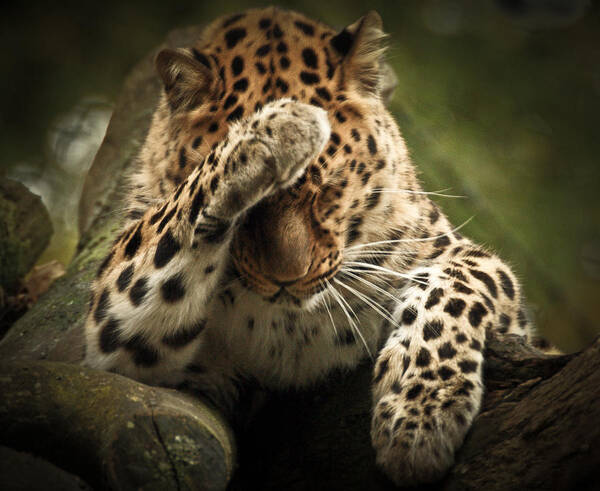 Animal Poster featuring the photograph Amur Leopard #1 by Chris Boulton