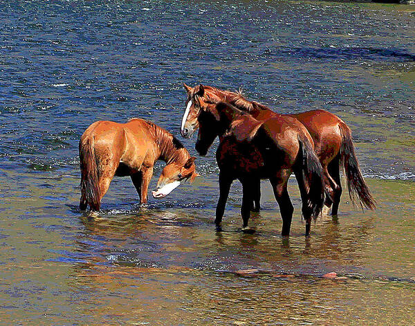  Poster featuring the photograph Arizona Wild Horses on the Salt River #1 by Matalyn Gardner