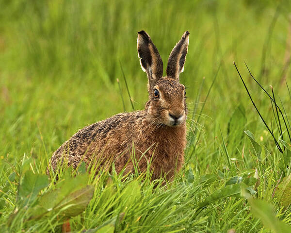 Hare Poster featuring the photograph Brown Hare #1 by Paul Scoullar
