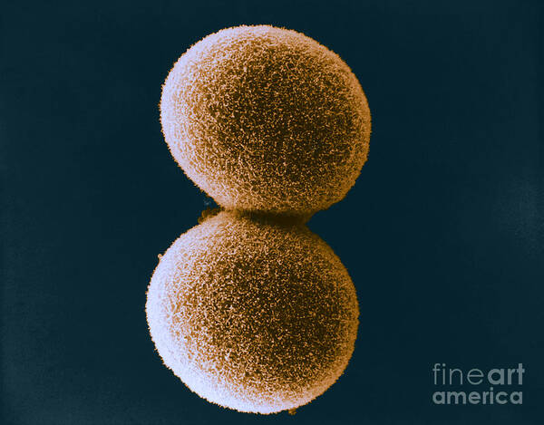Microscopy Poster featuring the photograph Cleavage In Embryo, Sem #1 by David M. Phillips