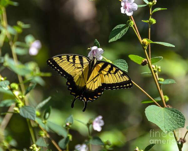 Butterfly Poster featuring the photograph Eastern Tiger Swallowtail by Carol Bradley