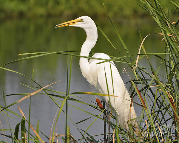Egret Poster featuring the photograph Egret in the Cattails #1 by Al Powell Photography USA