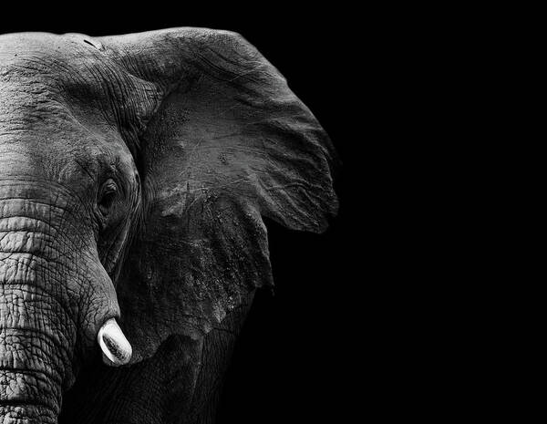 Elephant Poster featuring the photograph Elephant #1 by Wildphotoart