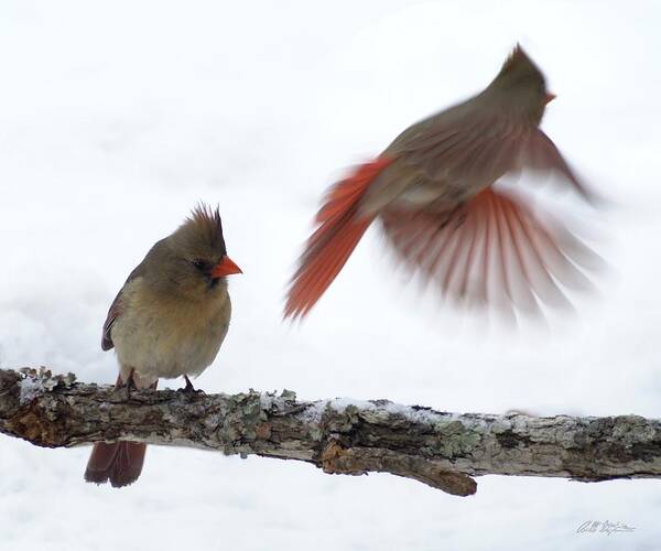 Cardinals Poster featuring the photograph Fly Away #1 by Bill Stephens