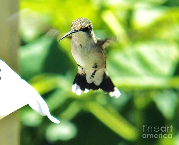 Hummingbird Poster featuring the photograph Hummingbird 1 2014 by Judy Via-Wolff