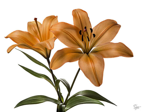 Flower Poster featuring the photograph Orange Asiatic Lilies by Endre Balogh