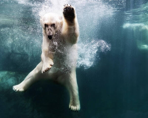 #faatoppicks Poster featuring the photograph Polarbear In Water #1 by Henrik Sorensen