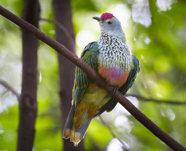 Martin Willis Poster featuring the photograph Rose-crowned Fruit-dove Australia #1 by Martin Willis