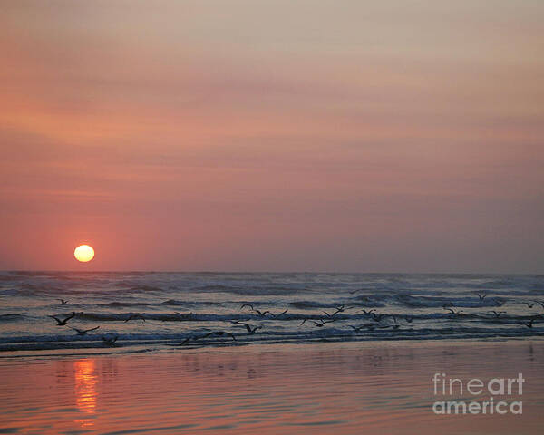 Sunset Poster featuring the photograph Seagulls at Sunset #2 by Chuck Flewelling