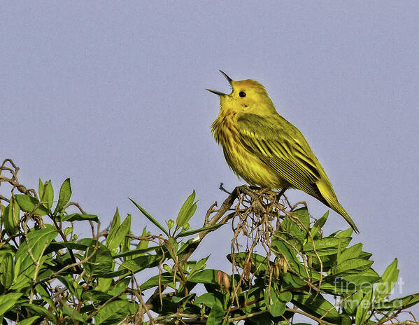 Songbird Poster featuring the photograph Singing #1 by Jan Killian