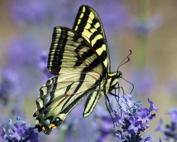 Butterfly Poster featuring the photograph Swallowtail Butterfly #1 by Jack Bell