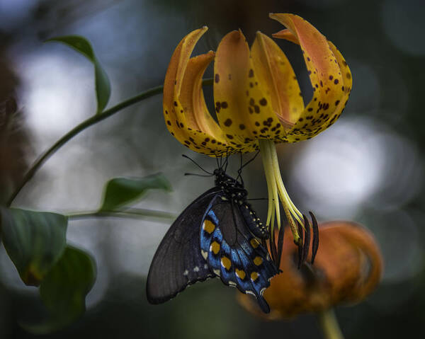 Appalachian Poster featuring the photograph Swallowtail On Turks Cap #1 by Donald Brown