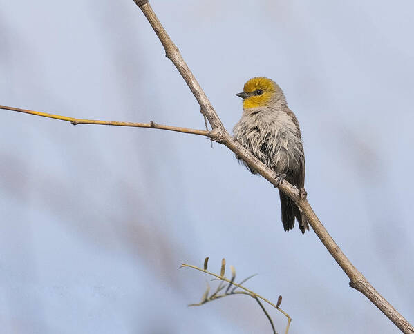 Verdin Poster featuring the photograph Verdin #1 by Tam Ryan