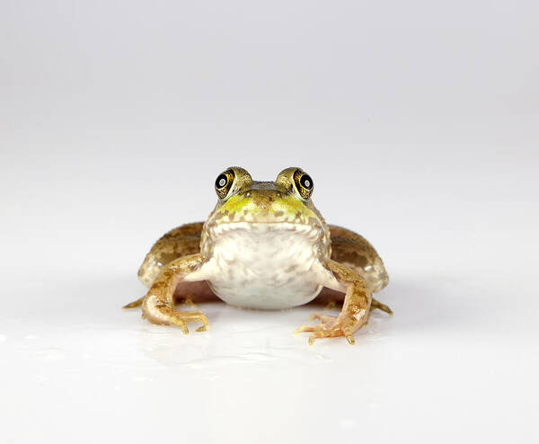 Frog Poster featuring the photograph What you looking at? #1 by John Crothers