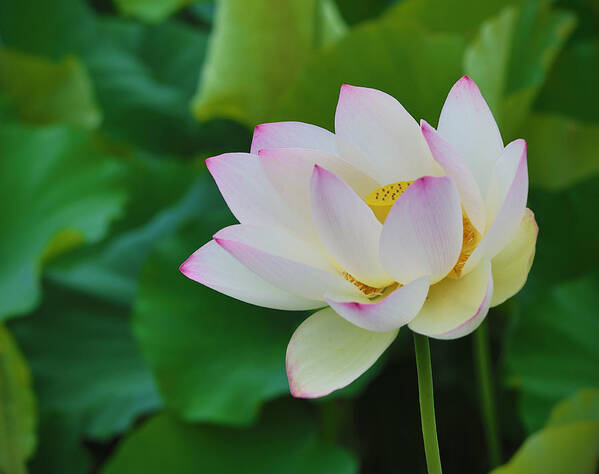 Pink Poster featuring the photograph White lotus flower #1 by Jack Nevitt
