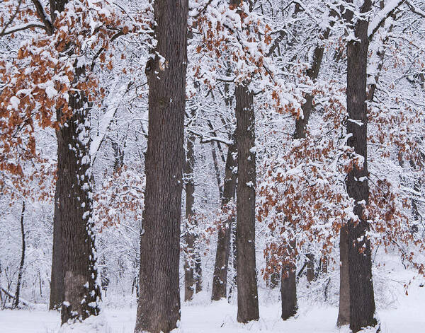 Trees Poster featuring the photograph Winter trees #1 by Larry Bohlin