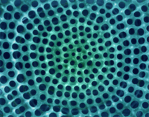 Aquatic Poster featuring the photograph Radiolarian Test #10 by Dennis Kunkel Microscopy/science Photo Library