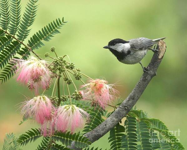 Nature Poster featuring the photograph Black-capped Chickadee #108 by Jack R Brock