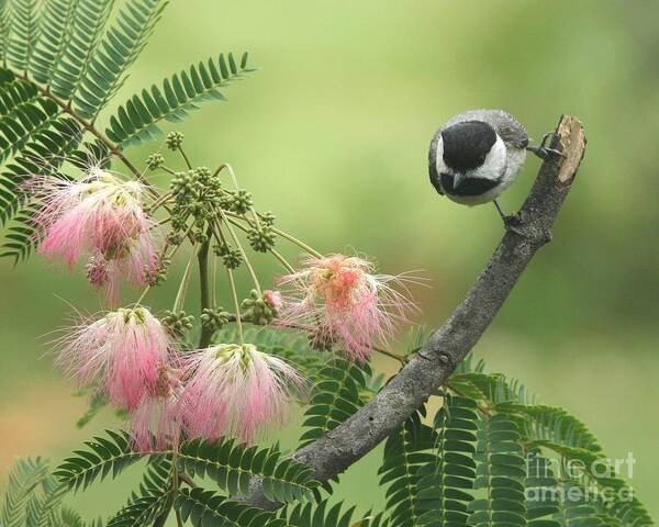 Nature Poster featuring the photograph Black-capped Chickadee #109 by Jack R Brock