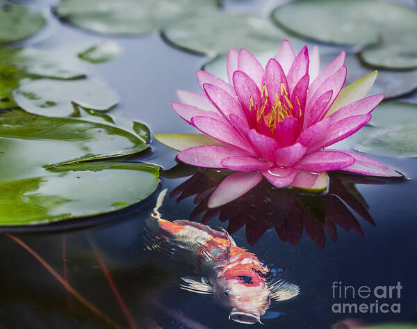 India Poster featuring the photograph Pink lotus #11 by Anek Suwannaphoom