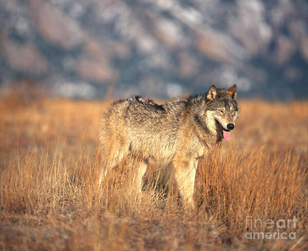 Gray Wolf Poster featuring the photograph Timber Wolf #12 by Hans Reinhard