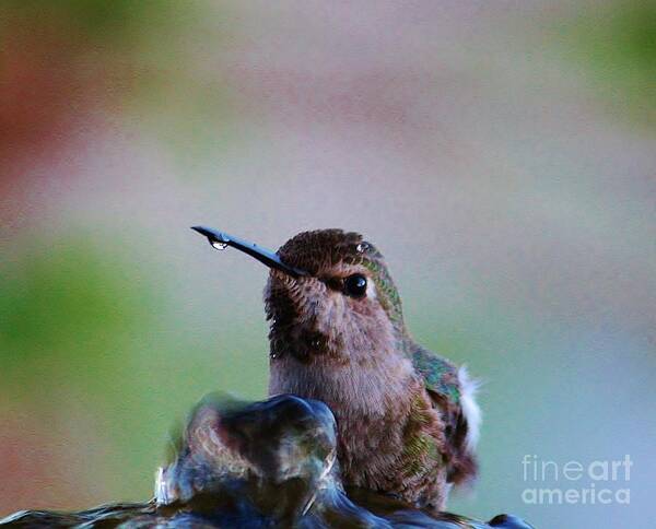 Hummingbird Poster featuring the photograph Bubble Bath by Marcia Breznay