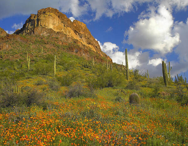 00176648 Poster featuring the photograph California Poppy And Saguaro #2 by Tim Fitzharris