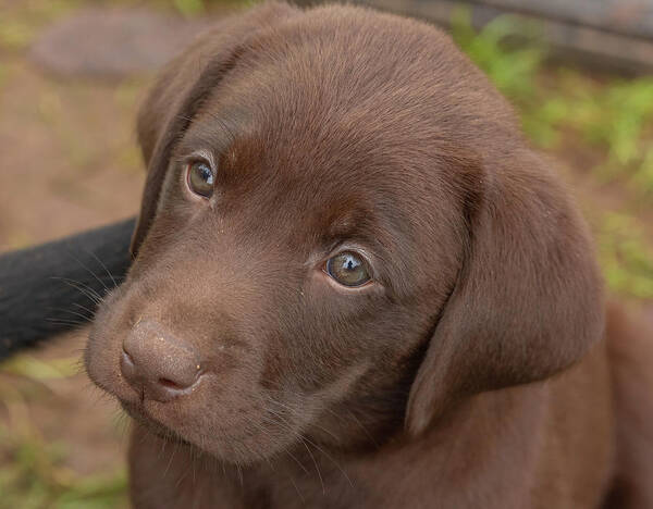 7 Weeks Old Poster featuring the photograph Chocolate Labrador Retriever Puppy #2 by Linda Arndt