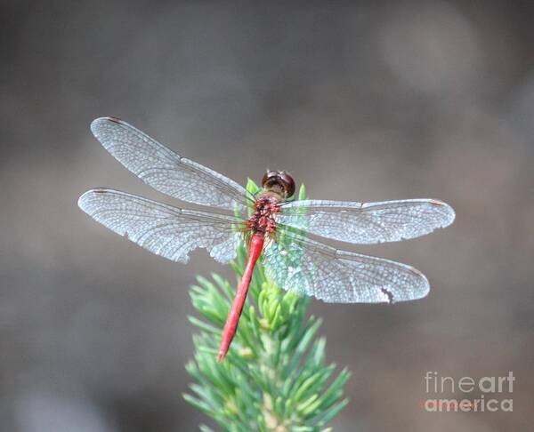 Dragonfly Poster featuring the photograph Hard Life #2 by Veronica Batterson