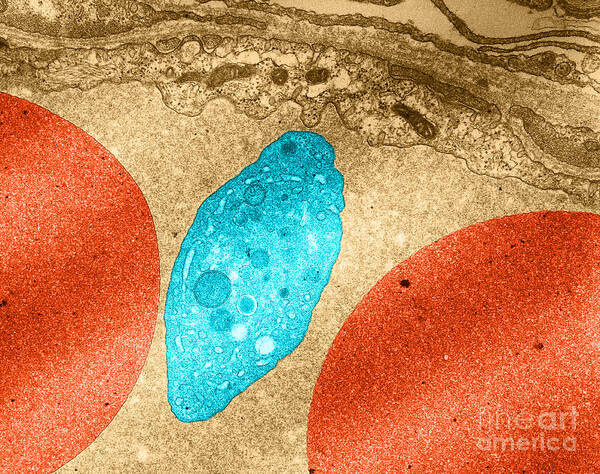 Science Poster featuring the photograph Platelet And Red Blood Cells, Tem #2 by David M. Phillips