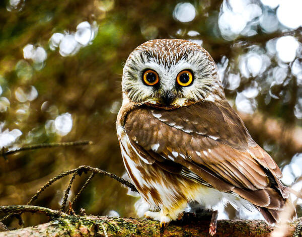 Owl Poster featuring the photograph Saw-Wet Owl #3 by Brad Bellisle