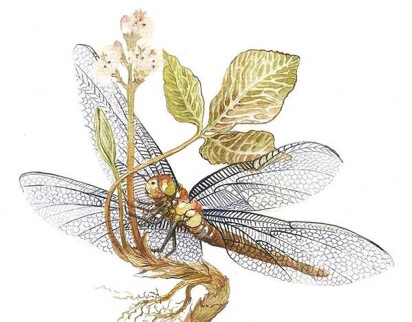 Dragonfly Poster featuring the painting Sheer Wings / sold #2 by Barbara Anna Cichocka