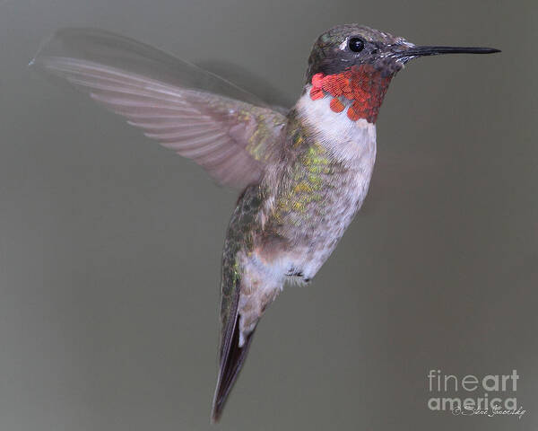Hummingbird Poster featuring the photograph Ruby Throated Hummingbird #32 by Steve Javorsky
